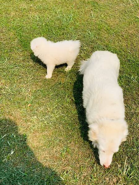 russian female with female pup 9