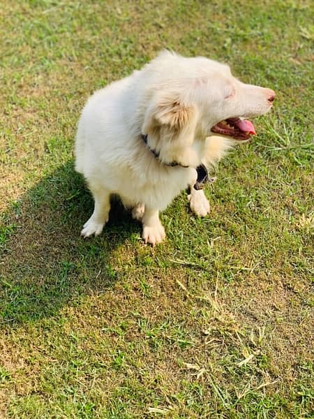 russian female with female pup 10