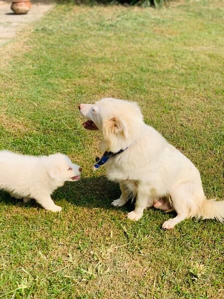 russian female with female pup 11