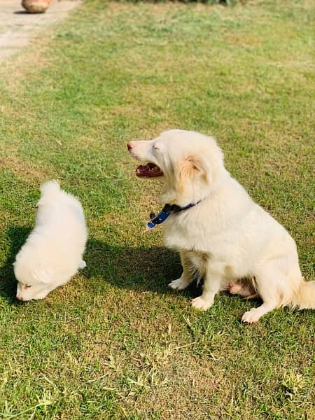 russian female with female pup 12