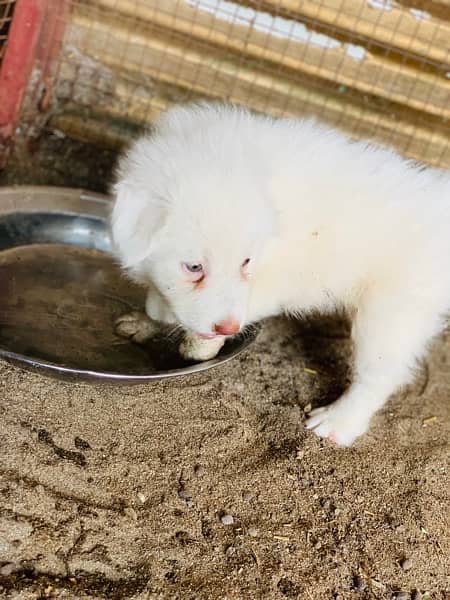 russian female with female pup 14