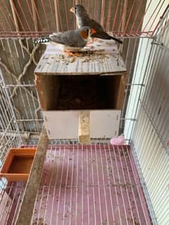 zebra finches