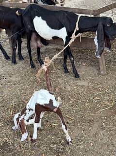 bakri recently bcha Deya hai aur female Dii hai