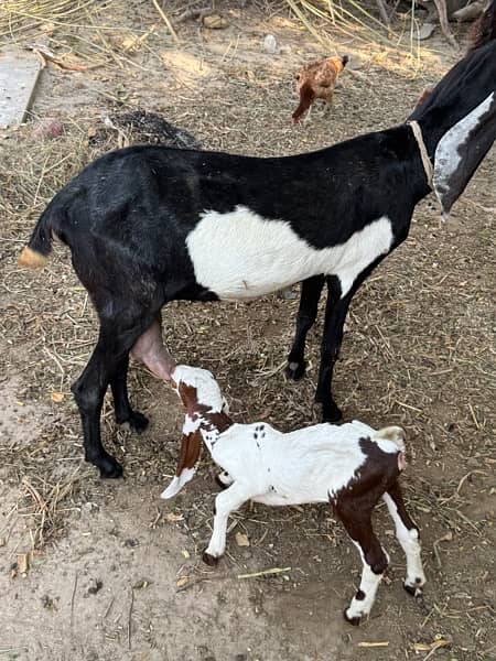 bakri recently bcha Deya hai aur female Dii hai 1