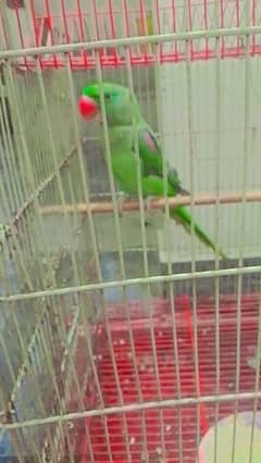 Raw Female parrot