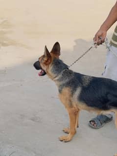 German shepherd