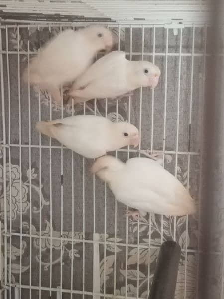 albino split ino 1