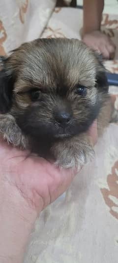 shihtzu puppies available for sale