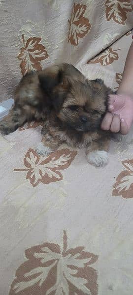 shihtzu puppies available for sale 1