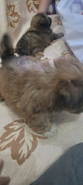 shihtzu puppies available for sale 2