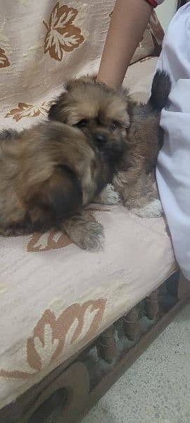 shihtzu puppies available for sale 3