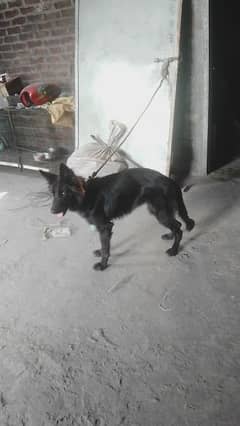 black German Shepherd female for sale