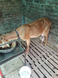 Brown desi bakri