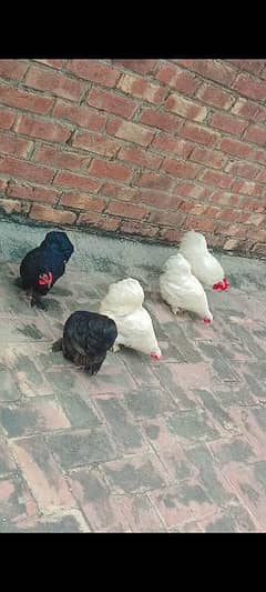 Active White and black bantam Alhamdulillah. Whatsapp no: 03218399682