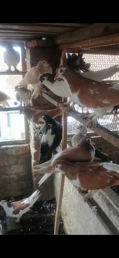 different pigeons for sale