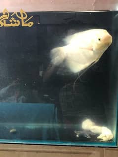 giant gourami confrim female 0