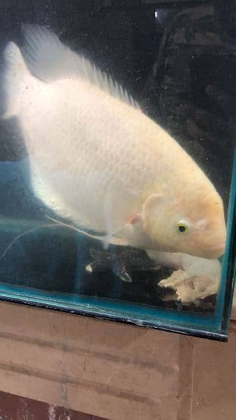 giant gourami confrim female 1