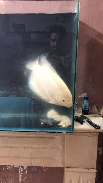 giant gourami confrim female 2