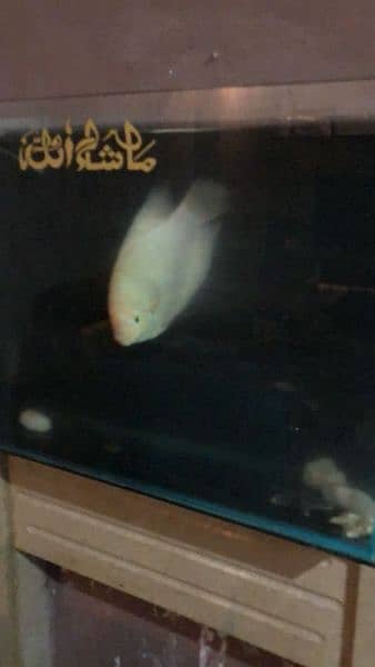 giant gourami confrim female 3