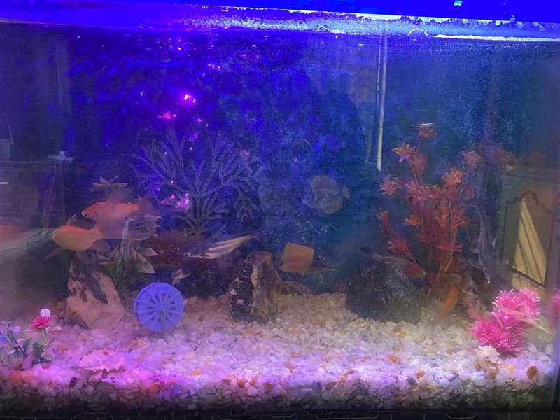 Fish Aquarium in Excellent Condition 2