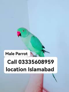 Male Parrot 5000 Hand Tamed Full Friendly Green Ring Neck Jumbo Size