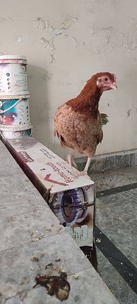 Pure Desi Hens And Pure Desi Chicks 1