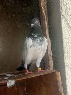 BEST PIGEON