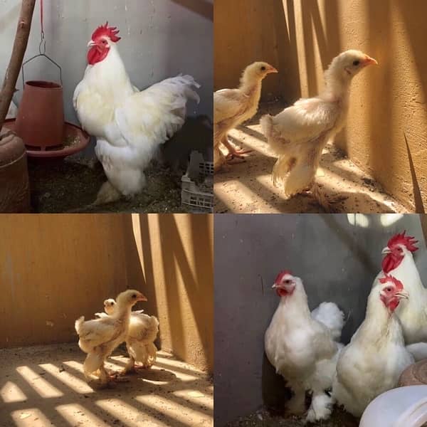 White buff chicks 0