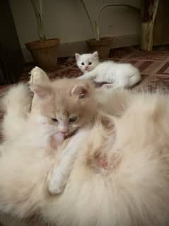 persian kittens