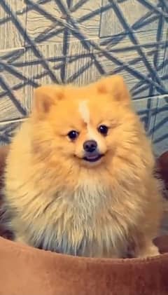 Pomeranian