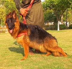 Black German Shepherd Dog /GSD dog / German Shepherd Log Coat for sale