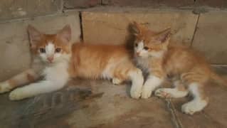 kittens for sale urgent