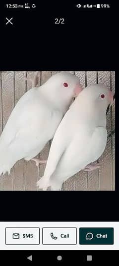 albino