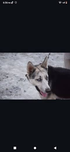 Siberian husky for sale female