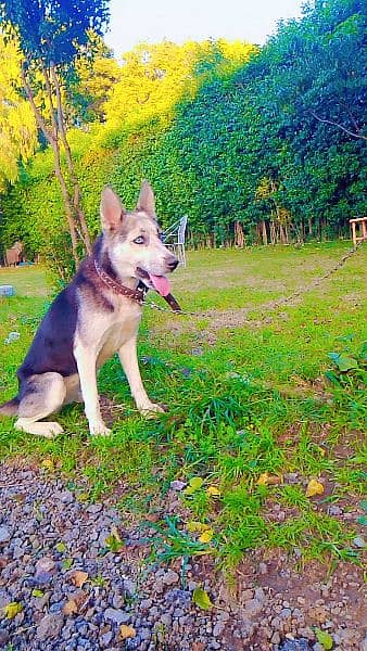 Siberian husky for sale female 3