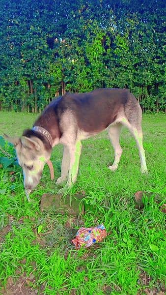 Siberian husky for sale female 4