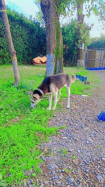 Siberian husky for sale female 6