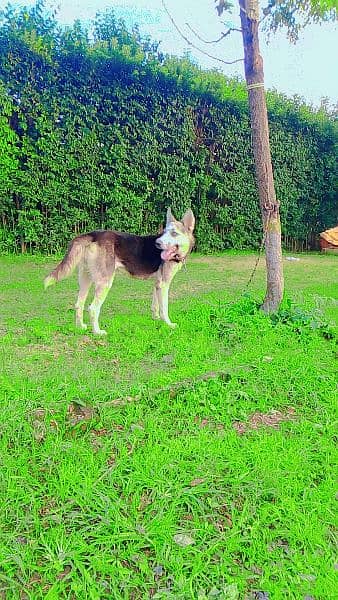 Siberian husky for sale female 7