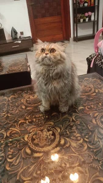 Persian Punch Face Cute 10 months old 1