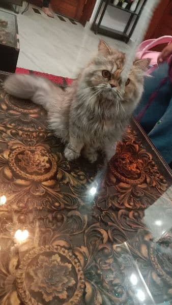 Persian Punch Face Cute 10 months old 4