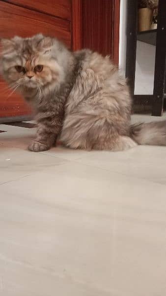 Persian Punch Face Cute 10 months old 6