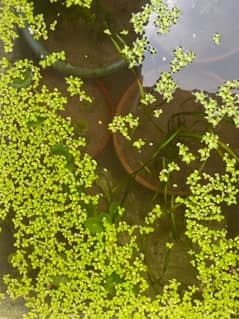 duckweed