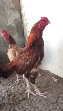 Beautiful breeder rooster with pure Mianwali bloodline