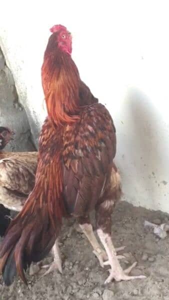 Beautiful breeder rooster with pure Mianwali bloodline 1