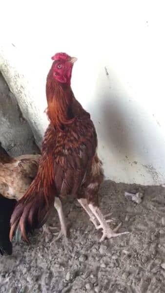 Beautiful breeder rooster with pure Mianwali bloodline 2