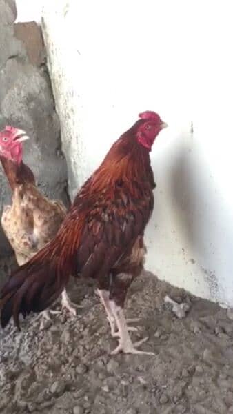 Beautiful breeder rooster with pure Mianwali bloodline 3