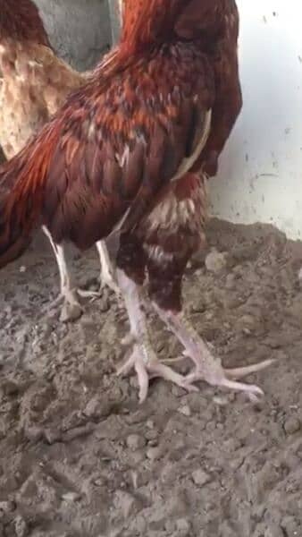 Beautiful breeder rooster with pure Mianwali bloodline 4