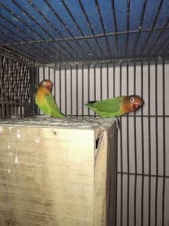 free delivery breeder pair green fisher/misty age 19 month all ok