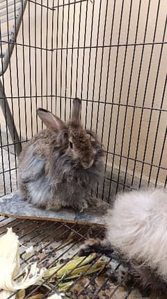 angora female