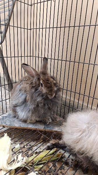 angora female 0